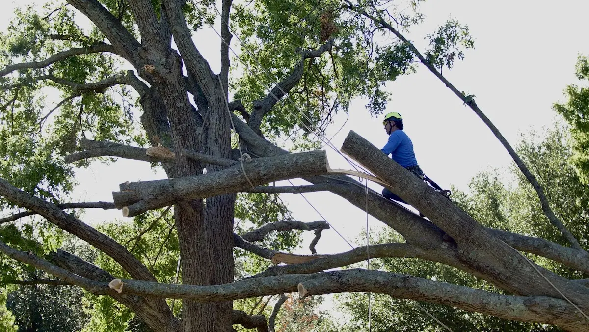 Professional Crown Thinning performed by certified arborists in Sycamore